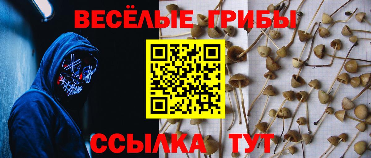 Галлюциногенные грибы Psilocybine cubensis  купить   Камень-на-Оби  Псилоцибиновые грибы Magic Shrooms  Вход с VPN 